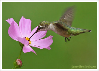 Colibri  gorge rubis (f)  / Archilochus colubris