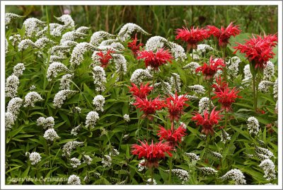 Lysimaque cletroide et monarde