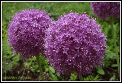 Ail dcoratif / Allium