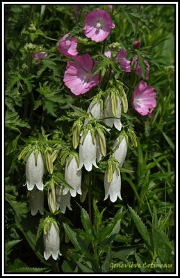 Mauve et campanule