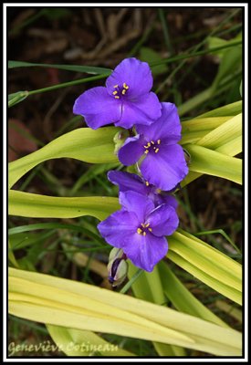 Tradescantia