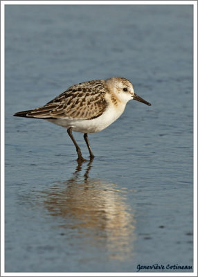 Bécasseau sanderling / Calidris alba