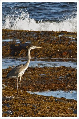 Grand Hron / Ardea herodias