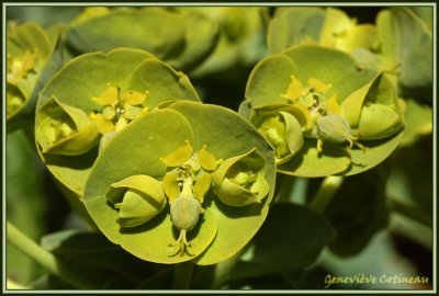 Euphorbe myrsinites  / Euphorbia myrsinites