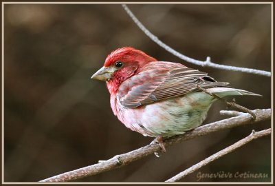 Roselin pourpr (m) / Carpodacus purpureus