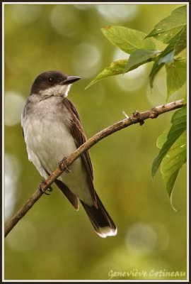 Tyran tritri / Tyrannus tyrannus