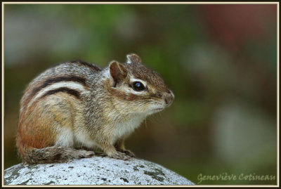 Tamia rayé / Tamias striatus