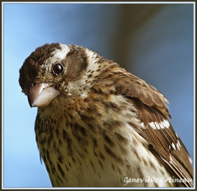 Cardinal  poitrine rose (f) / Pheucticus ludovicianus