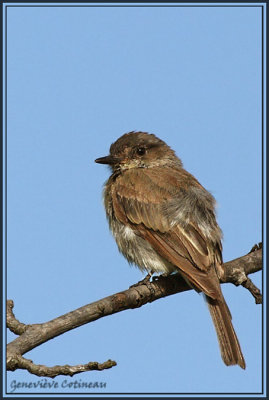 Moucherolle phébi / Sayornis phoebe
