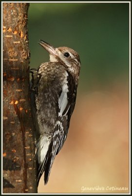 Pic maculé (i) / Sphyrapicus varius
