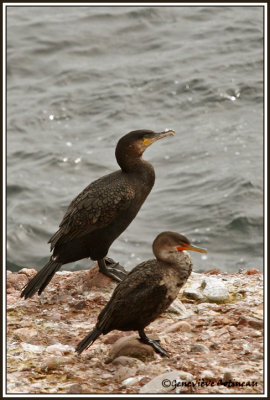 Grand cormoran / Phalacrocorax carbo  ///  Cormoran  aigrettes / Phalacrocorax auritus