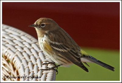 Paruline  croupion jaune / Dendroica coronata