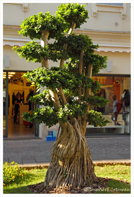 Ficus ginseng microcarpa