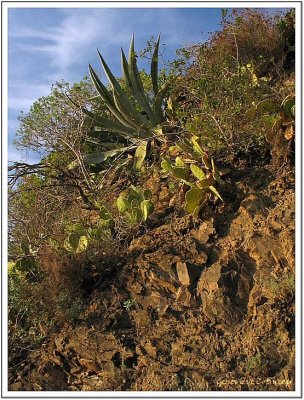 Agave et figuier de Barbarie...Cinque Terre