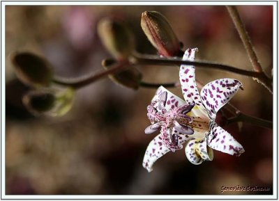 Tricyrtis hirta  / Tricyrtis japonica