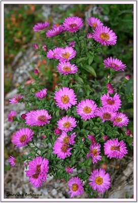 Aster