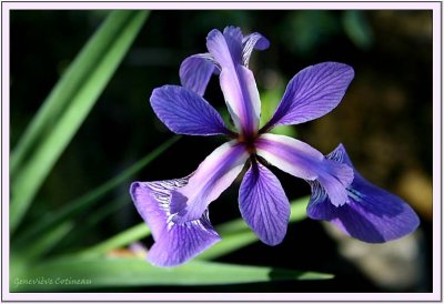 Iris Versicolore