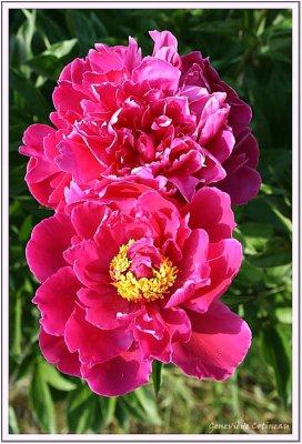 Pivoines