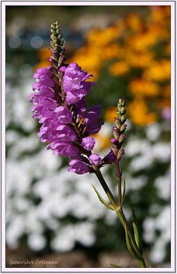 Physostgie de Virginie /  Physostegia virginiana