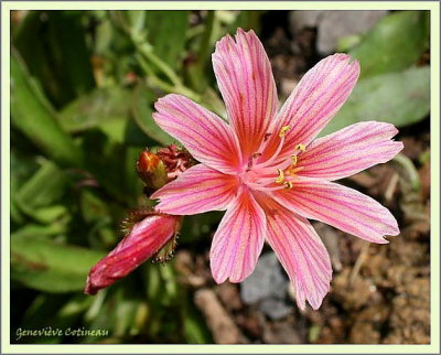 Lewisia