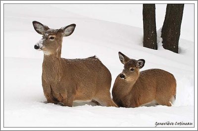 Cerf de Virginie / Odocoileus virginianus