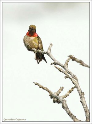 Colibri  gorge rubis (m) / Archilochus colubris