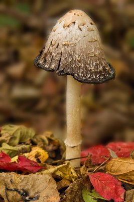 Mushroom beside the nature trail
