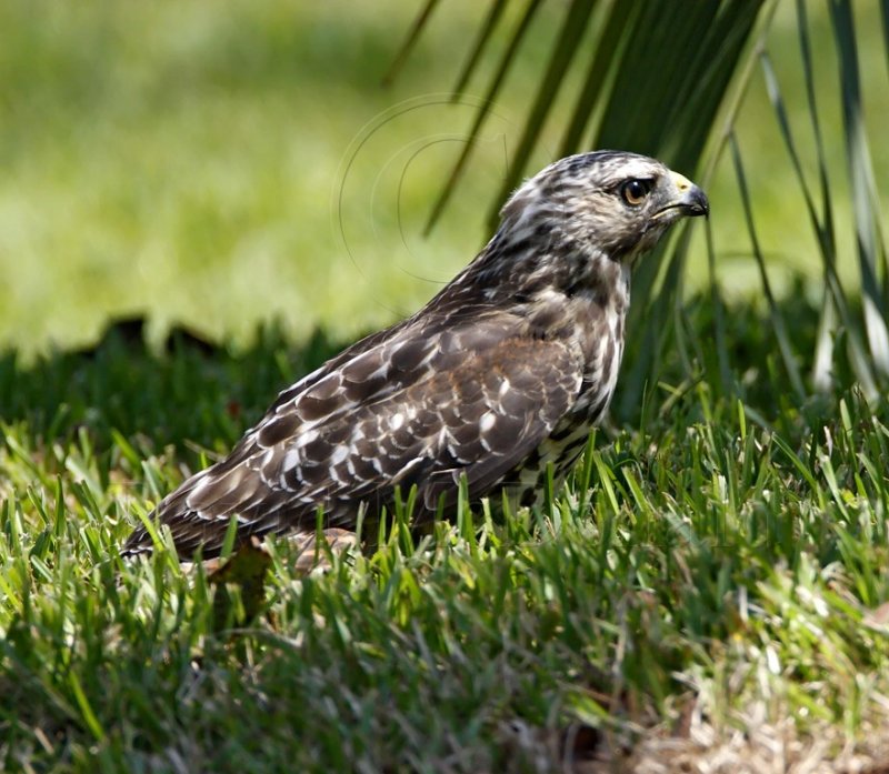 Red-shouldered Hawk_7700.jpg