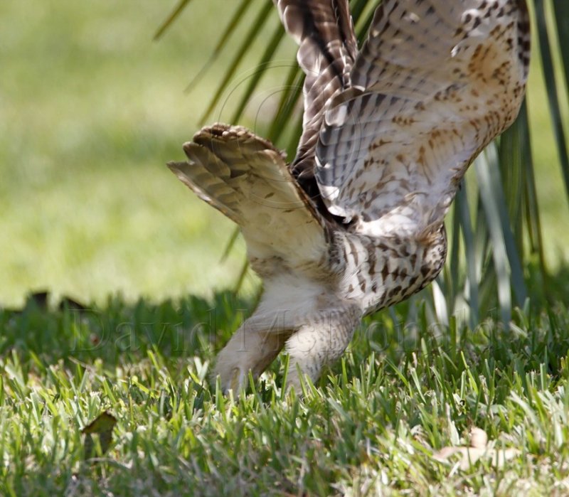 Red-shouldered Hawk_7706.jpg