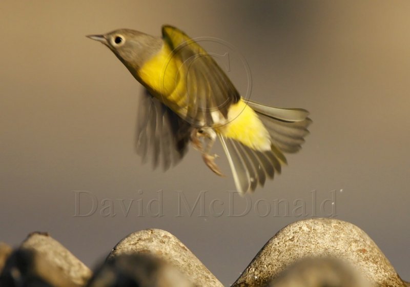 Nashville Warbler_7762.jpg