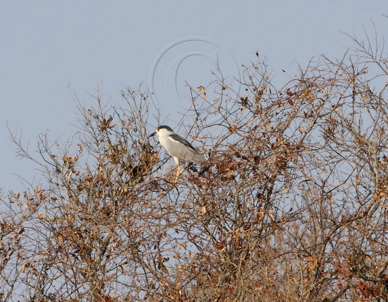 Black-crowned Night-Heron_7907.jpg