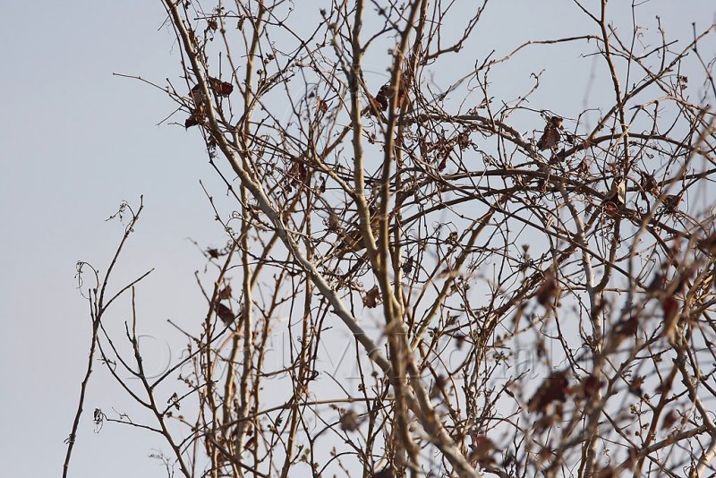 Mulberry Tree_7901.jpg