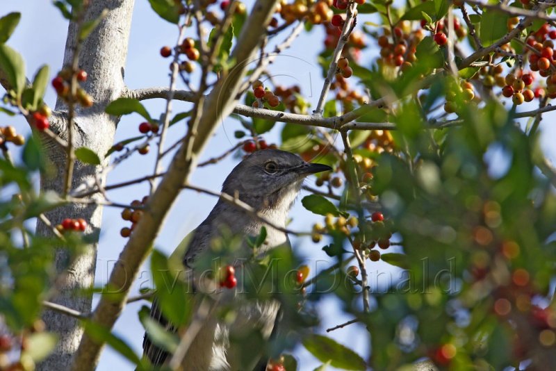 Mockingbird in Youpon_7912.jpg