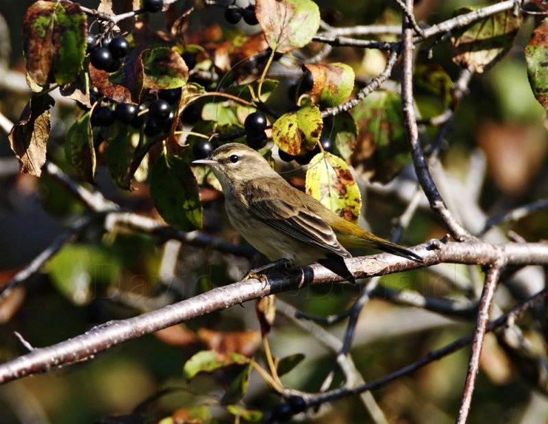 Palm Warbler_8373.jpg