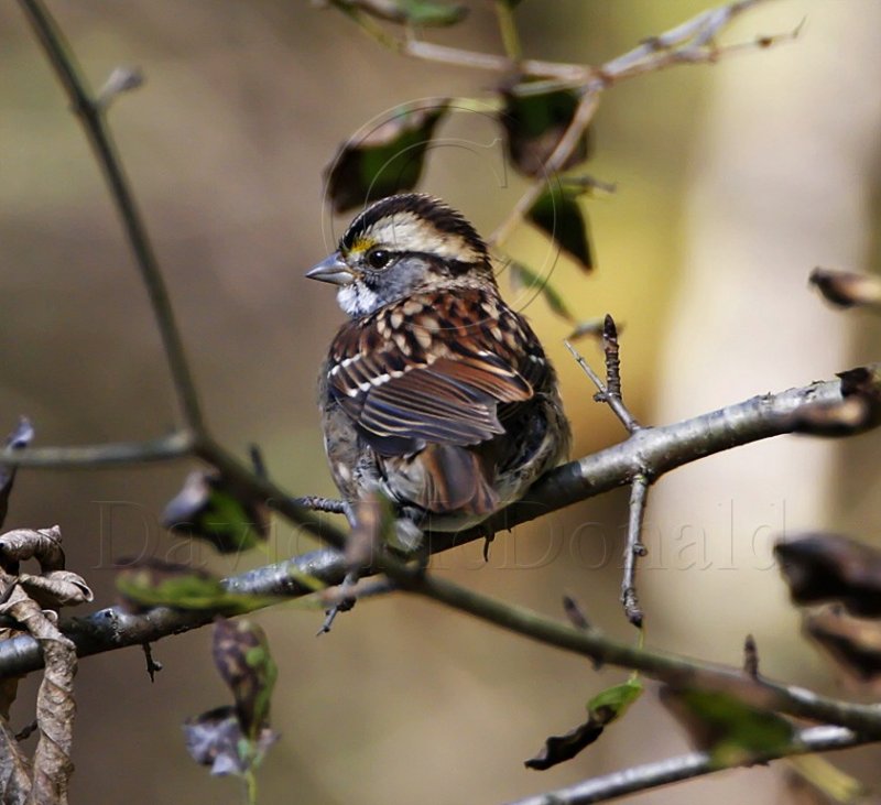 White-throated Sparrow_8471.jpg