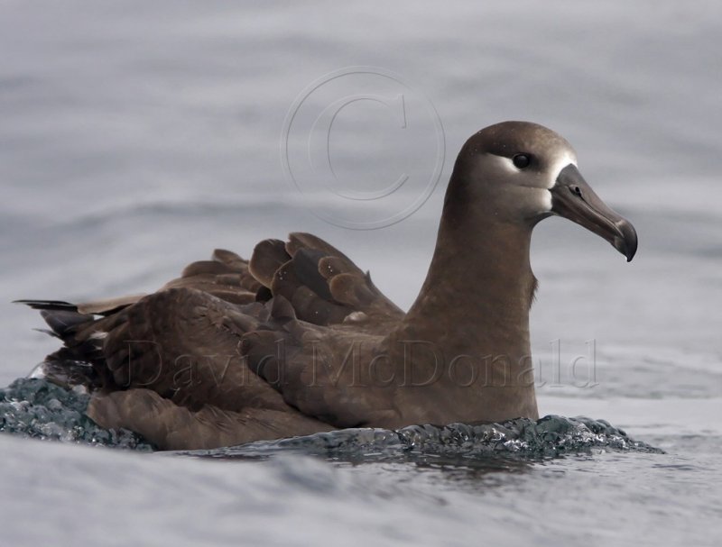 S002-1a Black-footed Albatross_8877.jpg