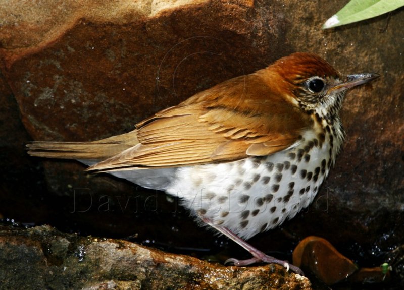 S086 Wood Thrush_8200.jpg