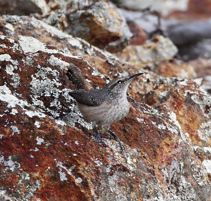 Rock Wren_9118.jpg