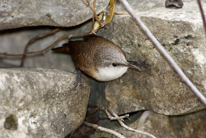 Canyon Wren_0228.jpg