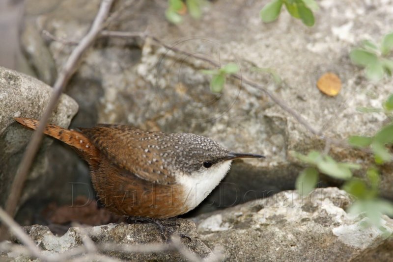 Canyon Wren_0234.jpg