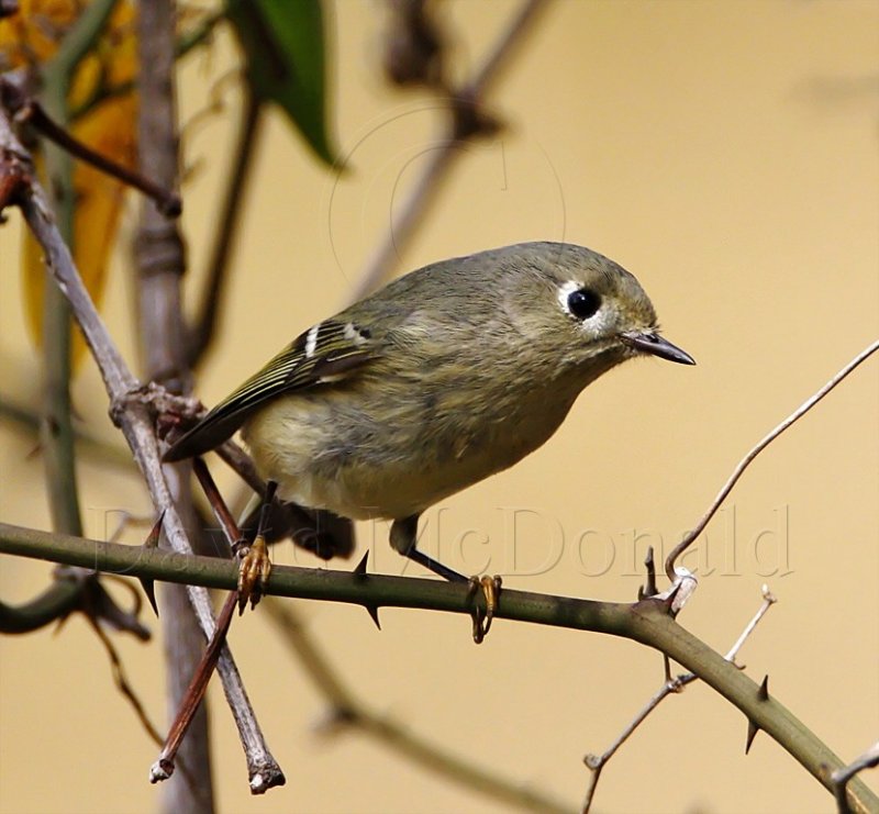 Ruby-crowned Kinglet_0404.jpg