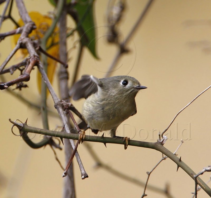 Ruby-crowned Kinglet_0401.jpg