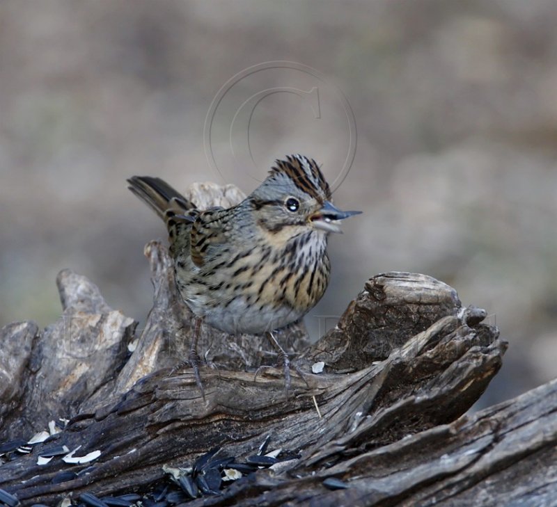 Lincolns Sparrow_0767.jpg