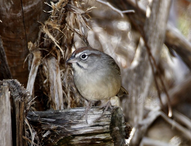 Rufous Crowned Sparrow_1367.jpg