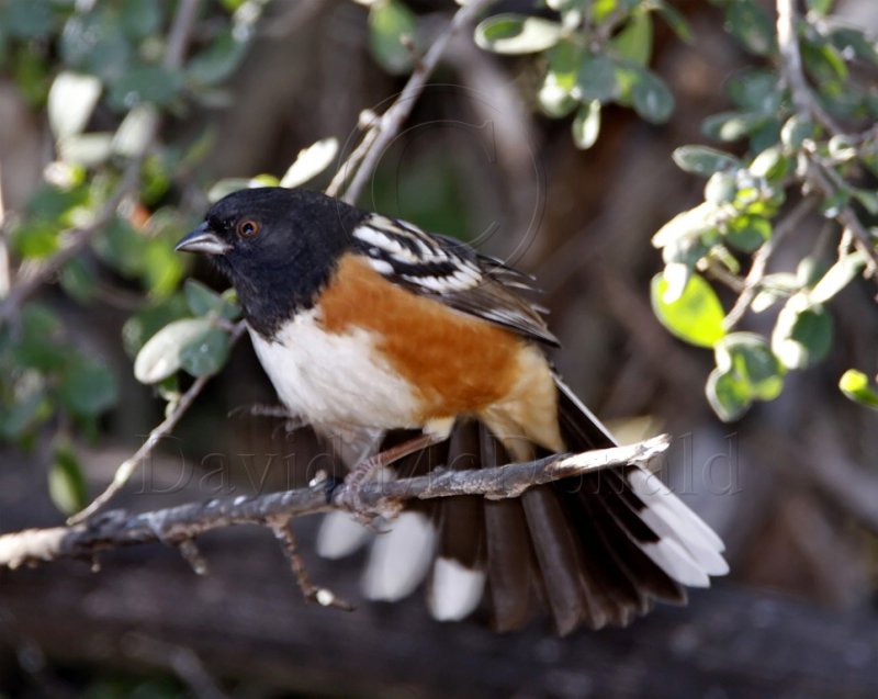 Spotted Towhee - male_1223.jpg