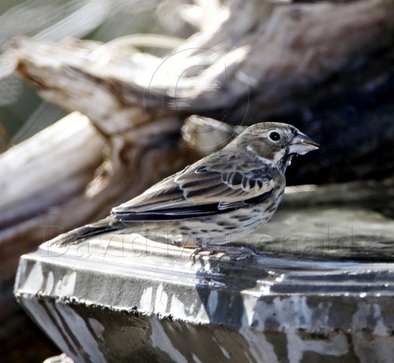 Lark Bunting - male 1st winter_1445.jpg