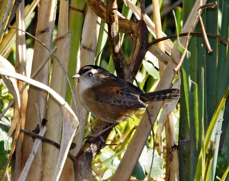 Marsh Wren_2280.jpg