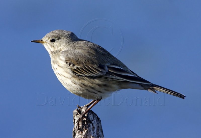 American Pipit_2449.jpg