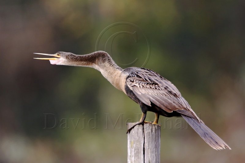 Anhinga - juvenile_3132.jpg