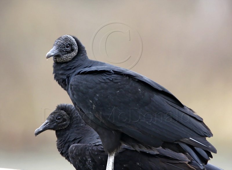 Black Vulture_3151.jpg
